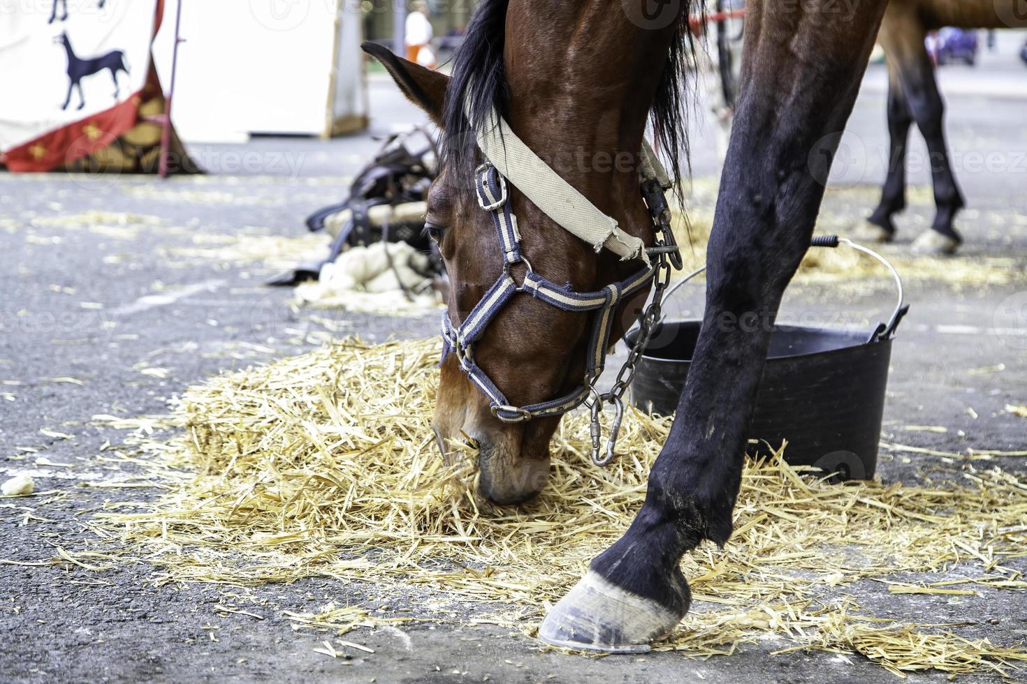 Horse eating on a farm photo