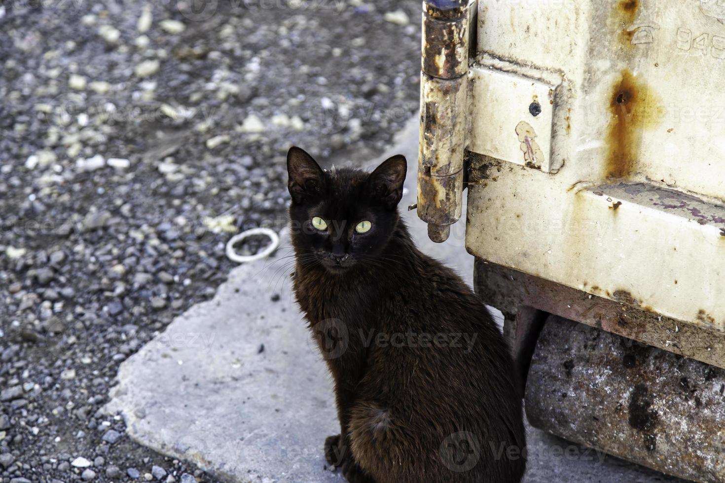 Black cat on the street photo