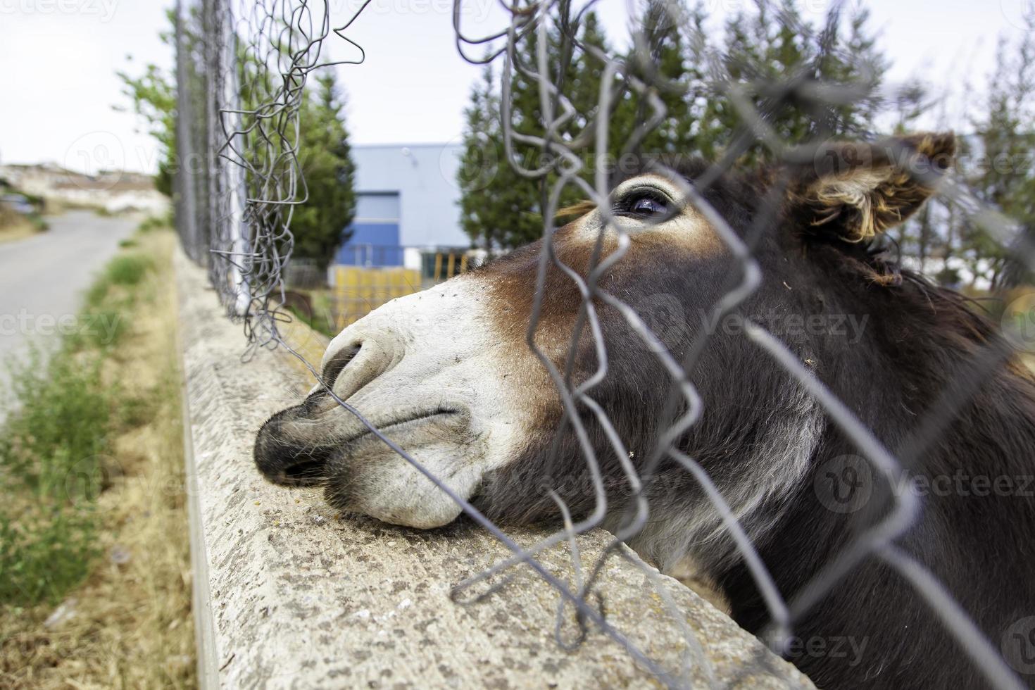 Funny field donkey photo
