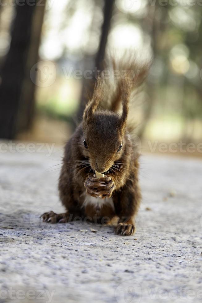 Squirrel eating in the forest photo