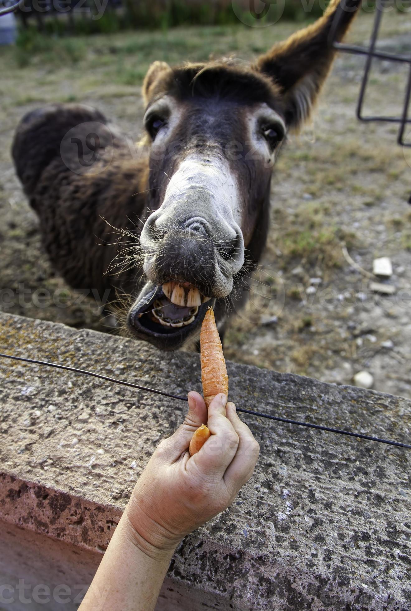 Donkey eating carrots 8438547 Stock Photo at Vecteezy