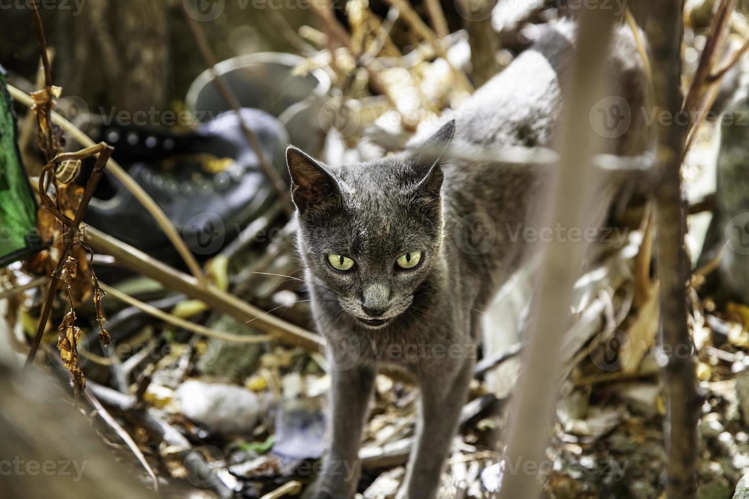 gato gris en la calle foto