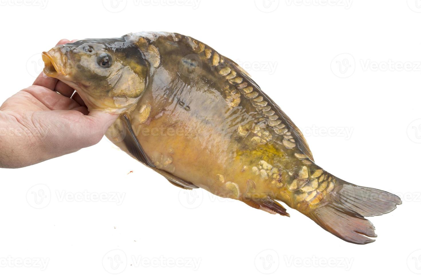 Raw fish carp photo