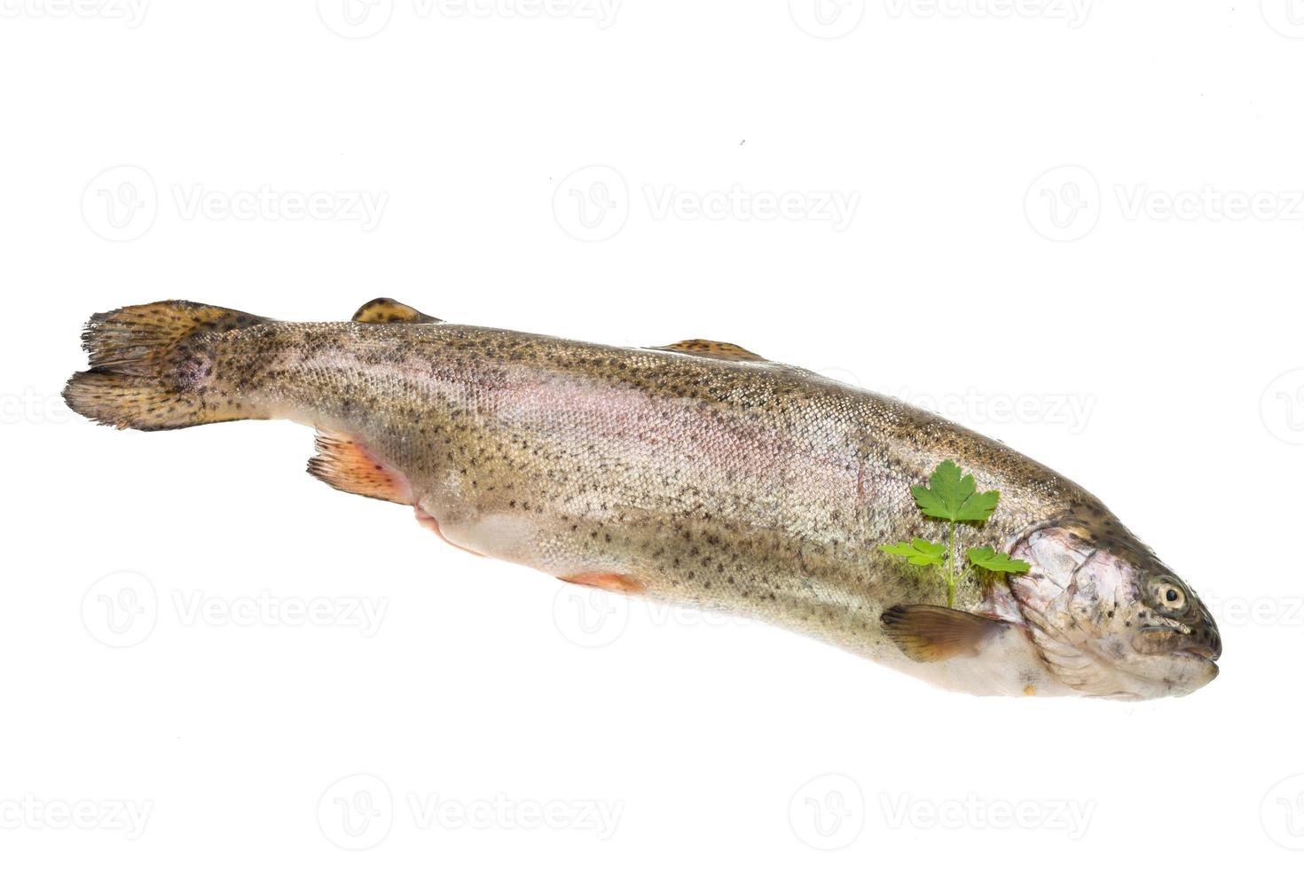 Fresh raw rainbow trout photo