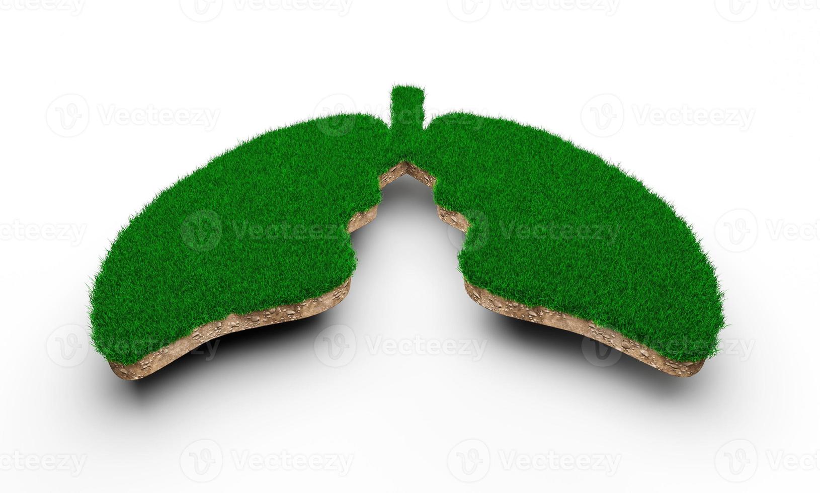 Lungs shape made of green grass and Rock ground texture cross section with 3d illustration photo