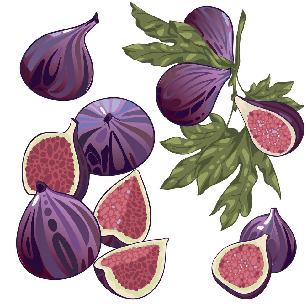 Set of hand drawn figs. Group and a slice vector