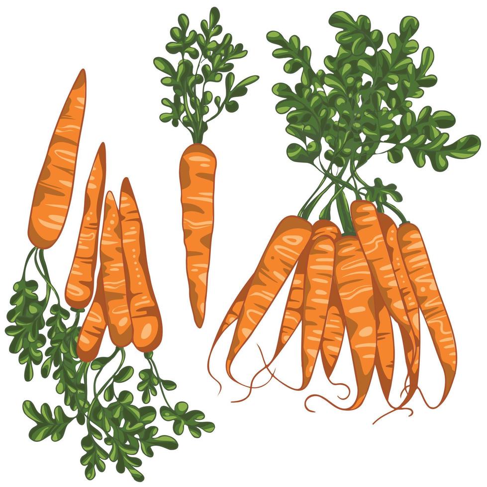 Set of hand drawn carrots. Bunch of carrots vector