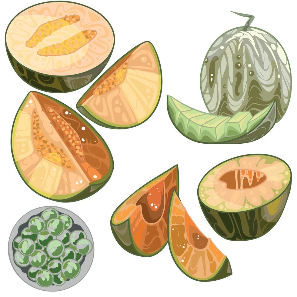 conjunto de melones dibujados a mano. grupo y una rebanada vector