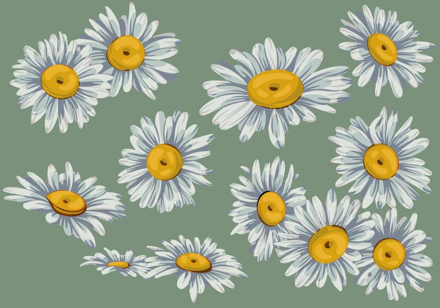 The set of hand drawn chamomile vector