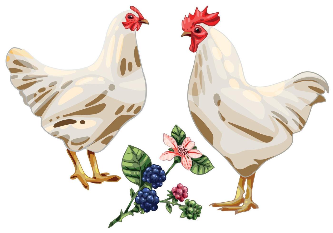 The hand drawn set of chicken. The breed of White Plymouth Rock vector
