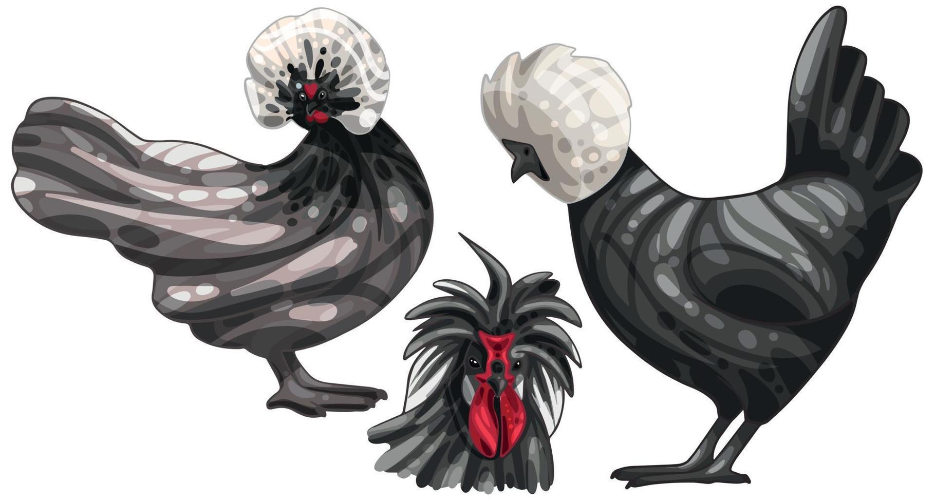 The hand drawn set of chicken. The breed of white Crested Black Polish vector