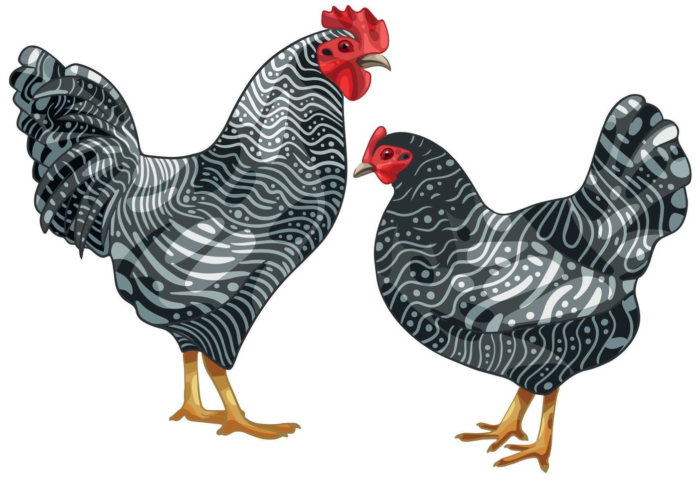 The hand drawn set of chicken. The breed of scots grey chicken vector