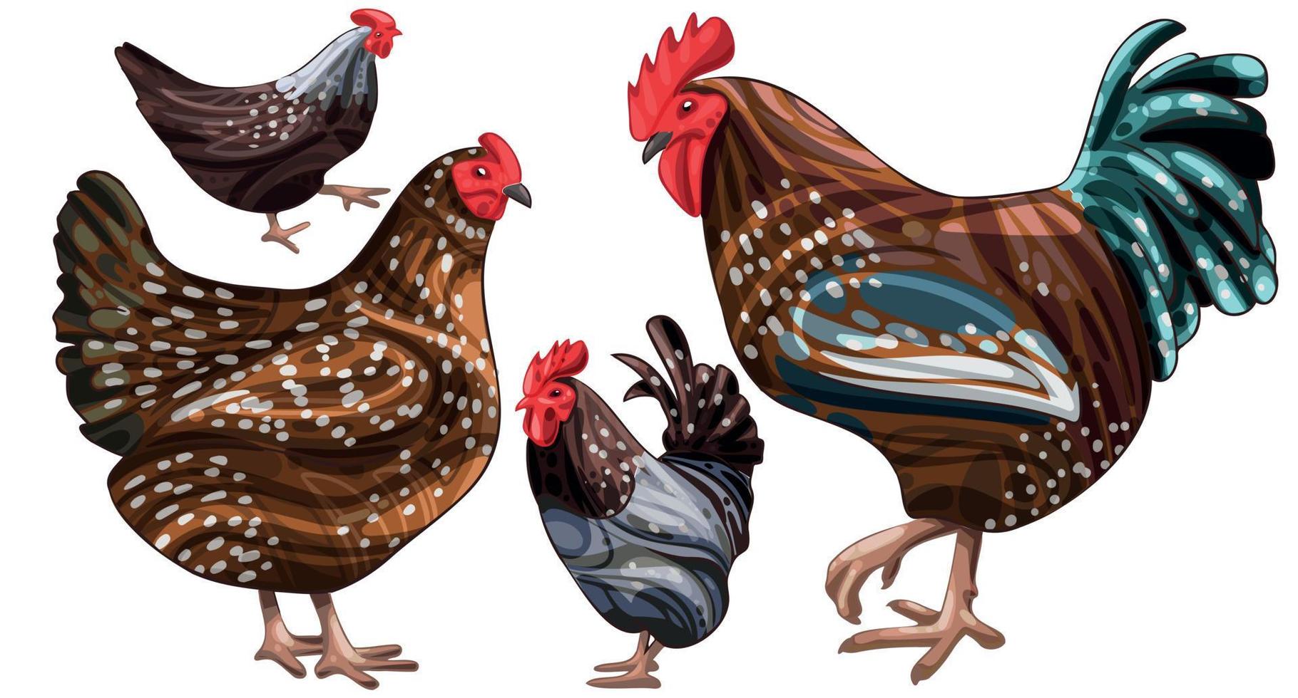 The hand drawn set of chicken. The breed of speckled sussex vector