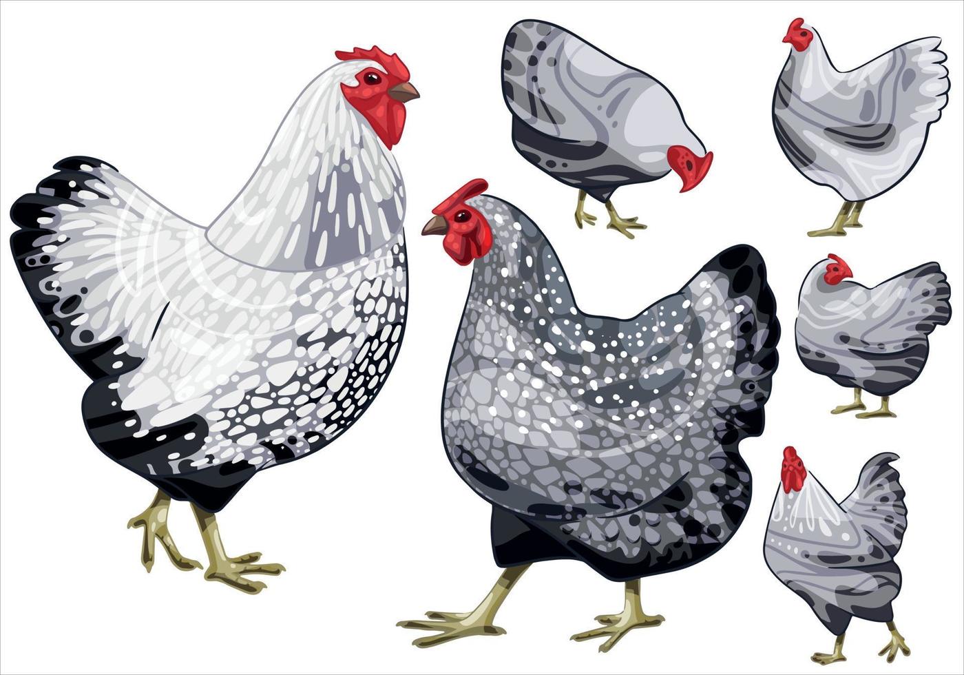 The hand drawn set of chicken. The breed of silver laced wyandotte vector