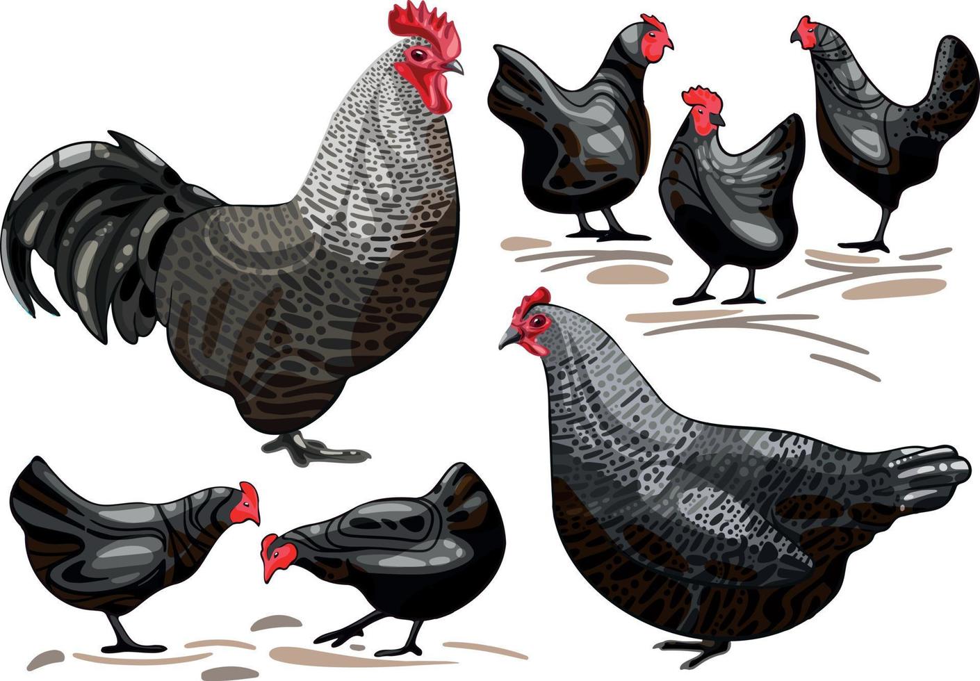 The hand drawn set of chicken. The breed of scots dumpy vector