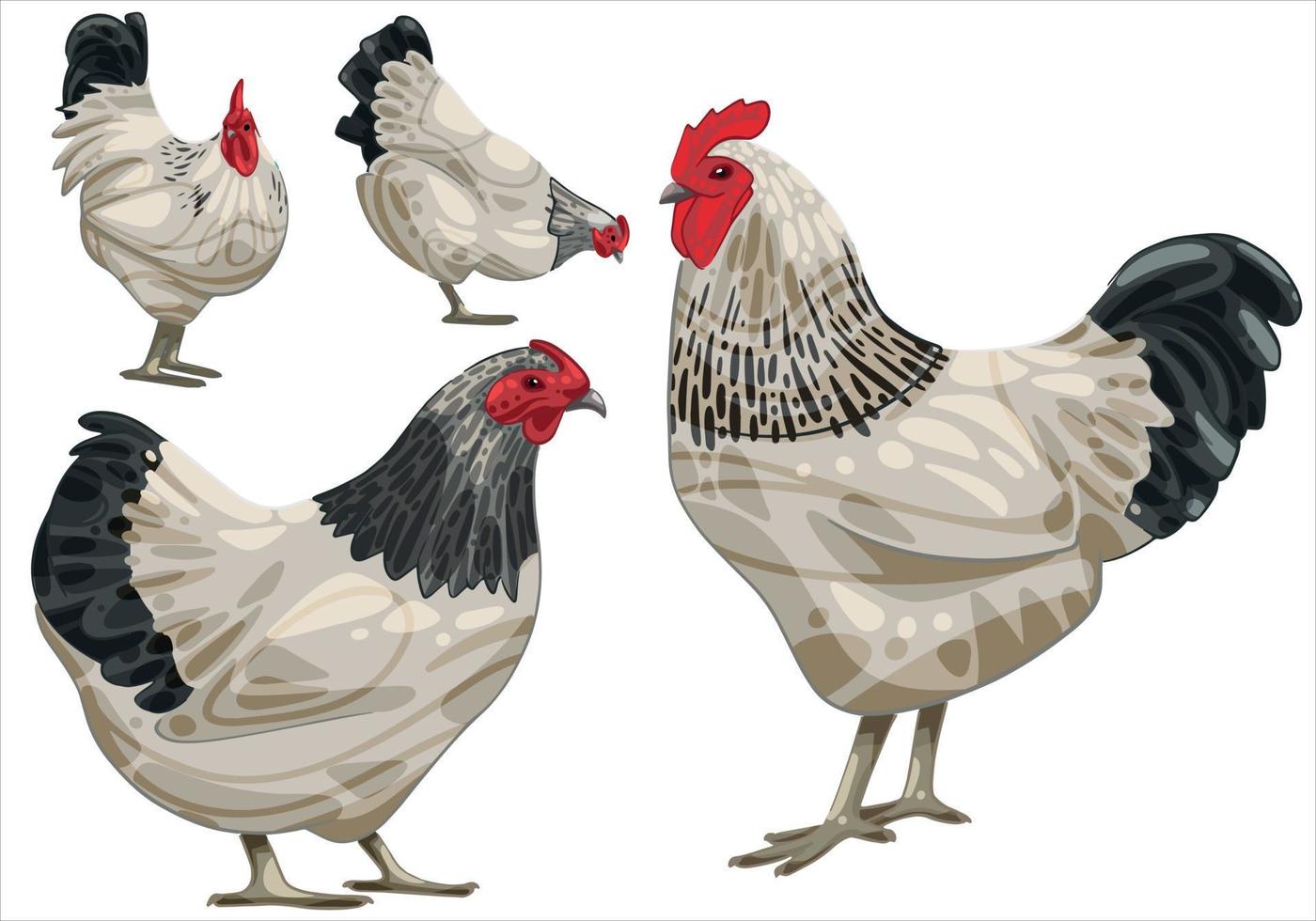 The hand drawn set of chicken. The breed of Light sussex vector