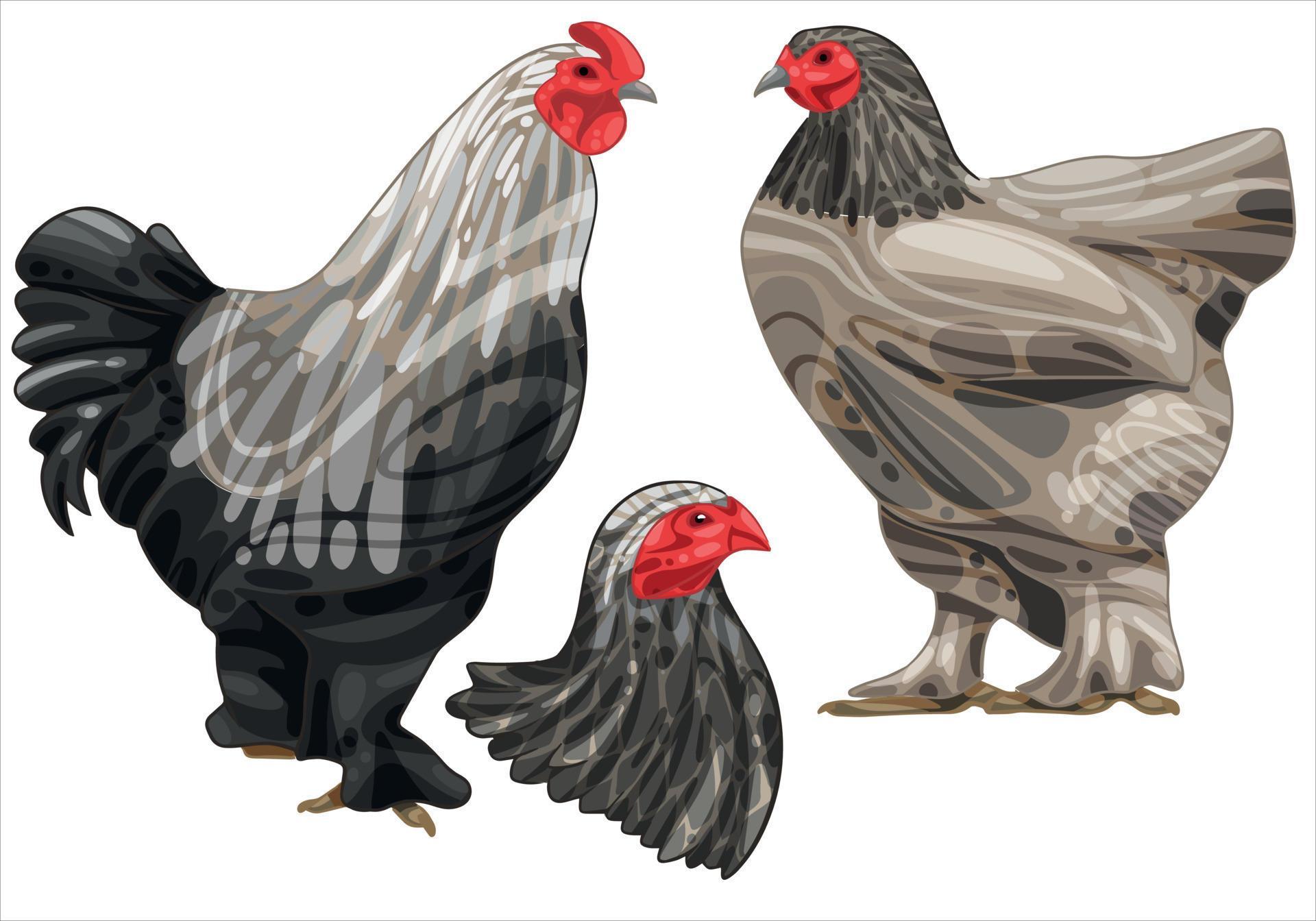 The hand drawn set of chicken. The breed of dark brahma 8439899 Vector