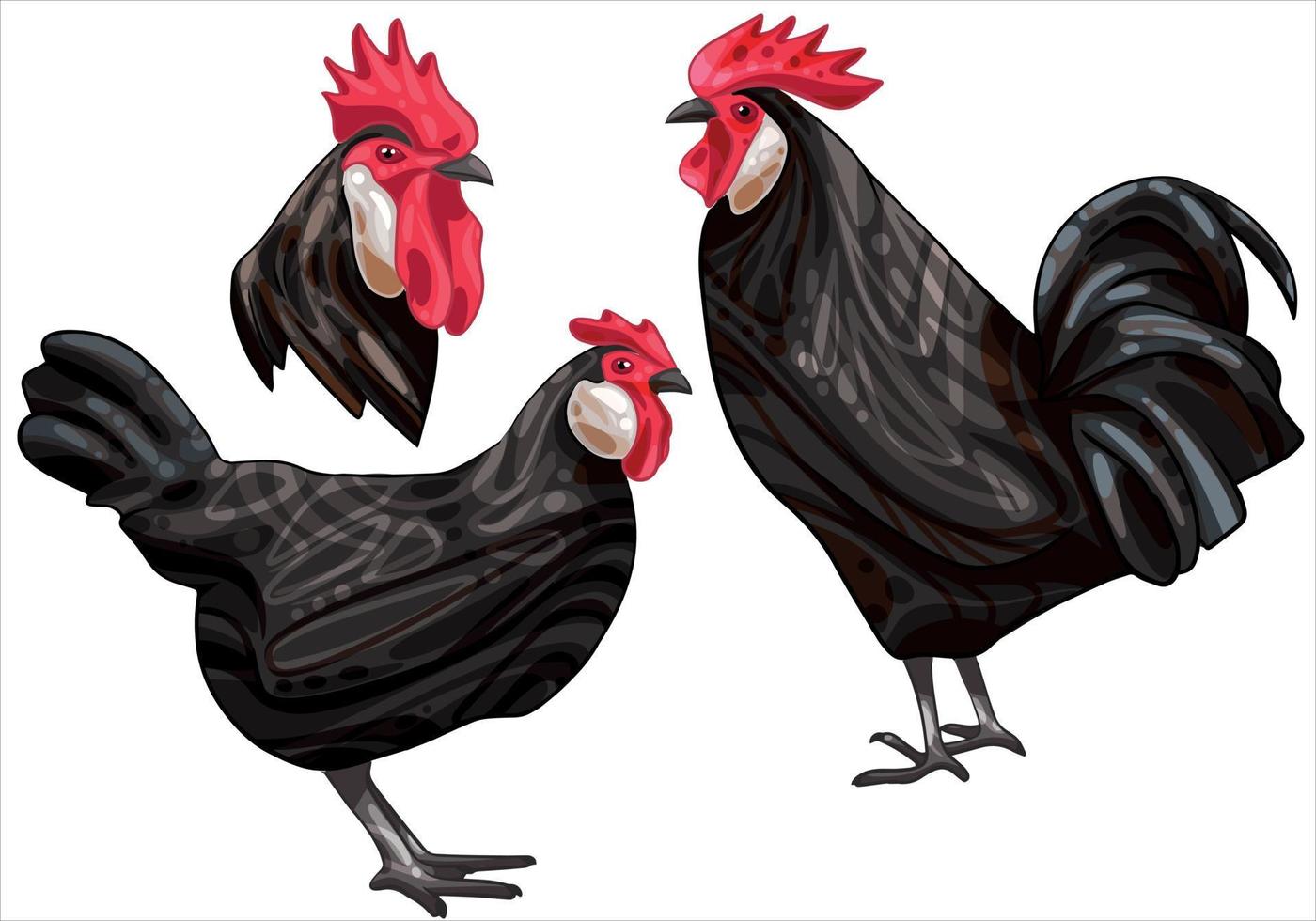 The hand drawn set of chicken. The breed of black minorca vector