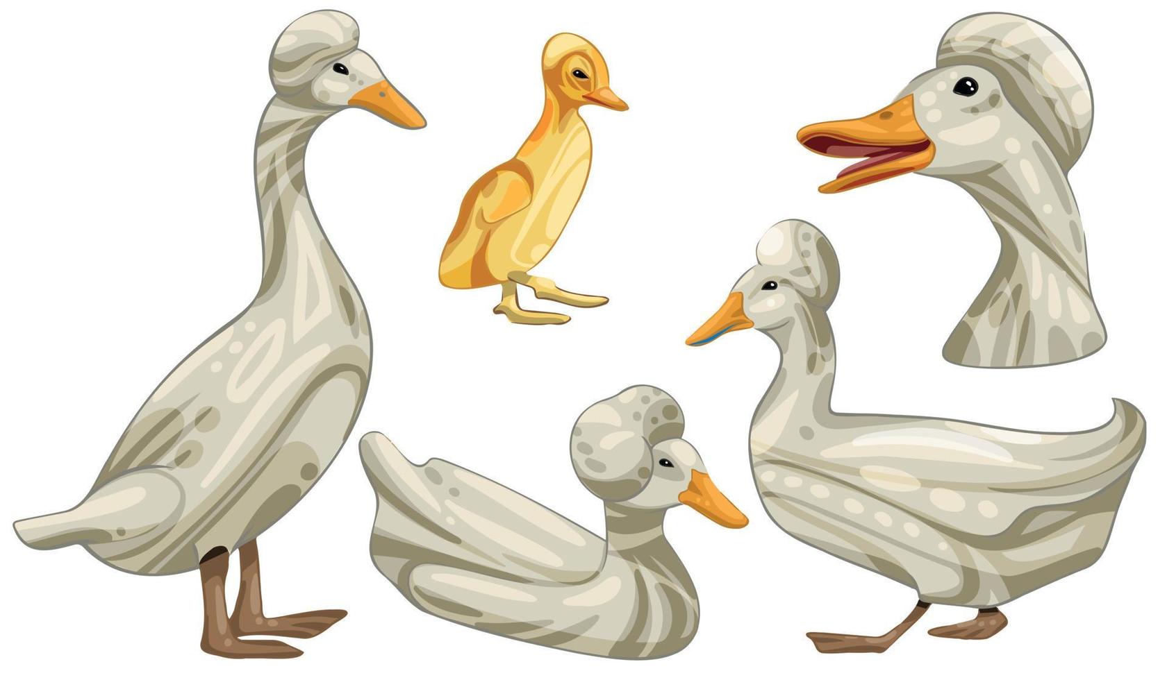 The hand drawn set of ducks. The breed of Crested duck vector