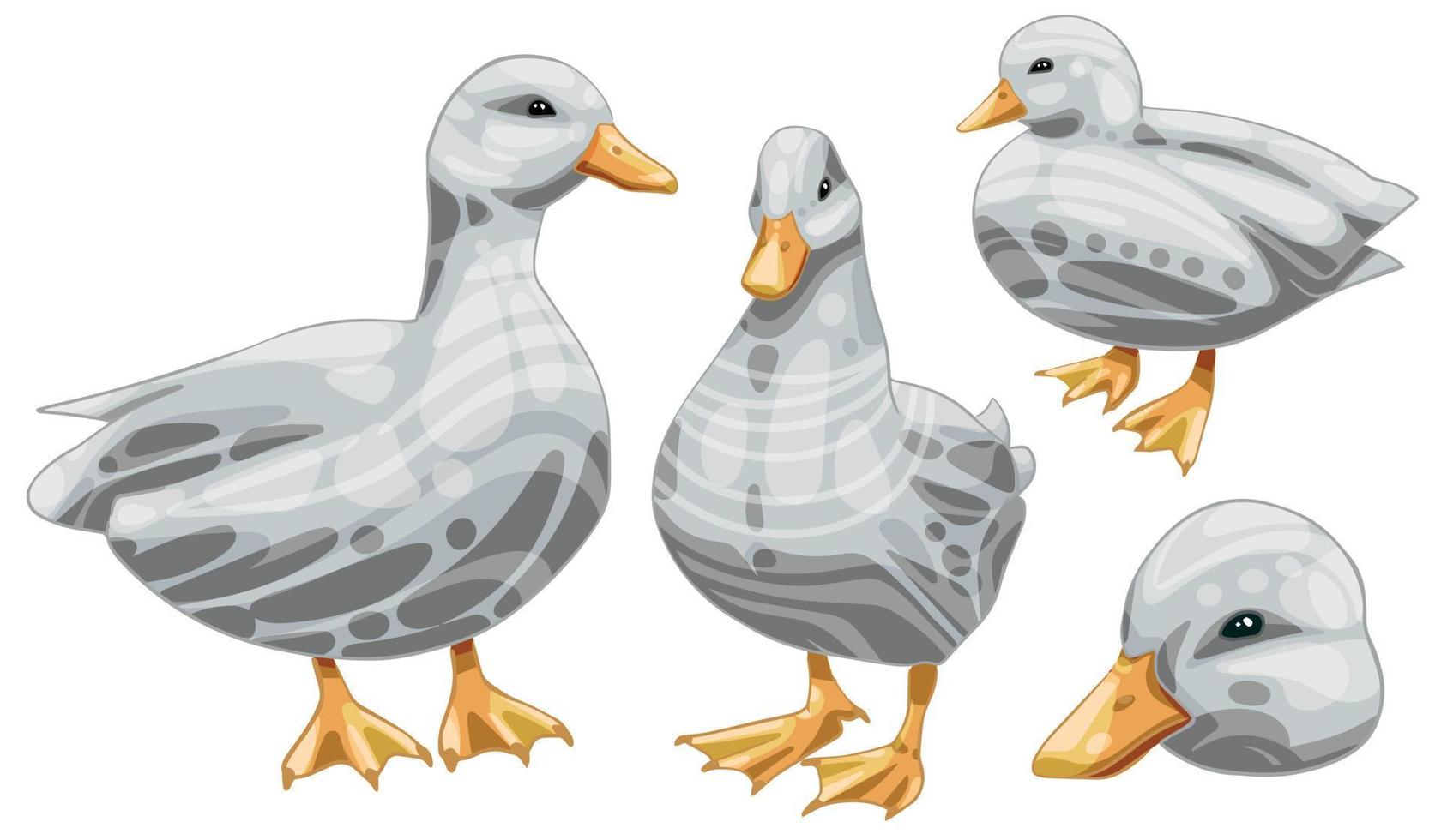 el conjunto de patos dibujados a mano. la raza de pato de llamada blanca vector