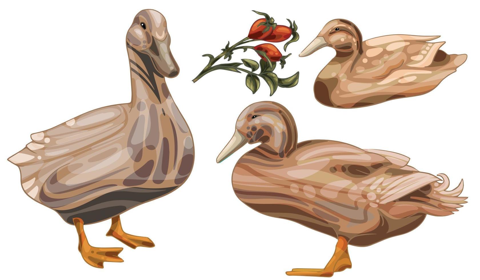 el conjunto de patos dibujados a mano. la raza del pato buff orpington vector