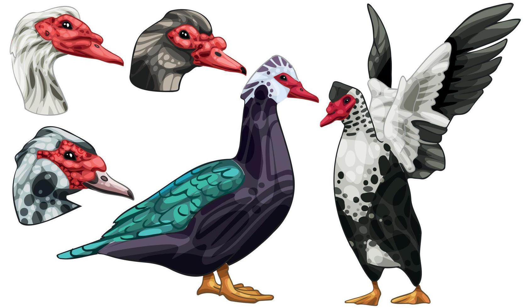 The hand drawn set of ducks. The breed of Muscovy duck vector