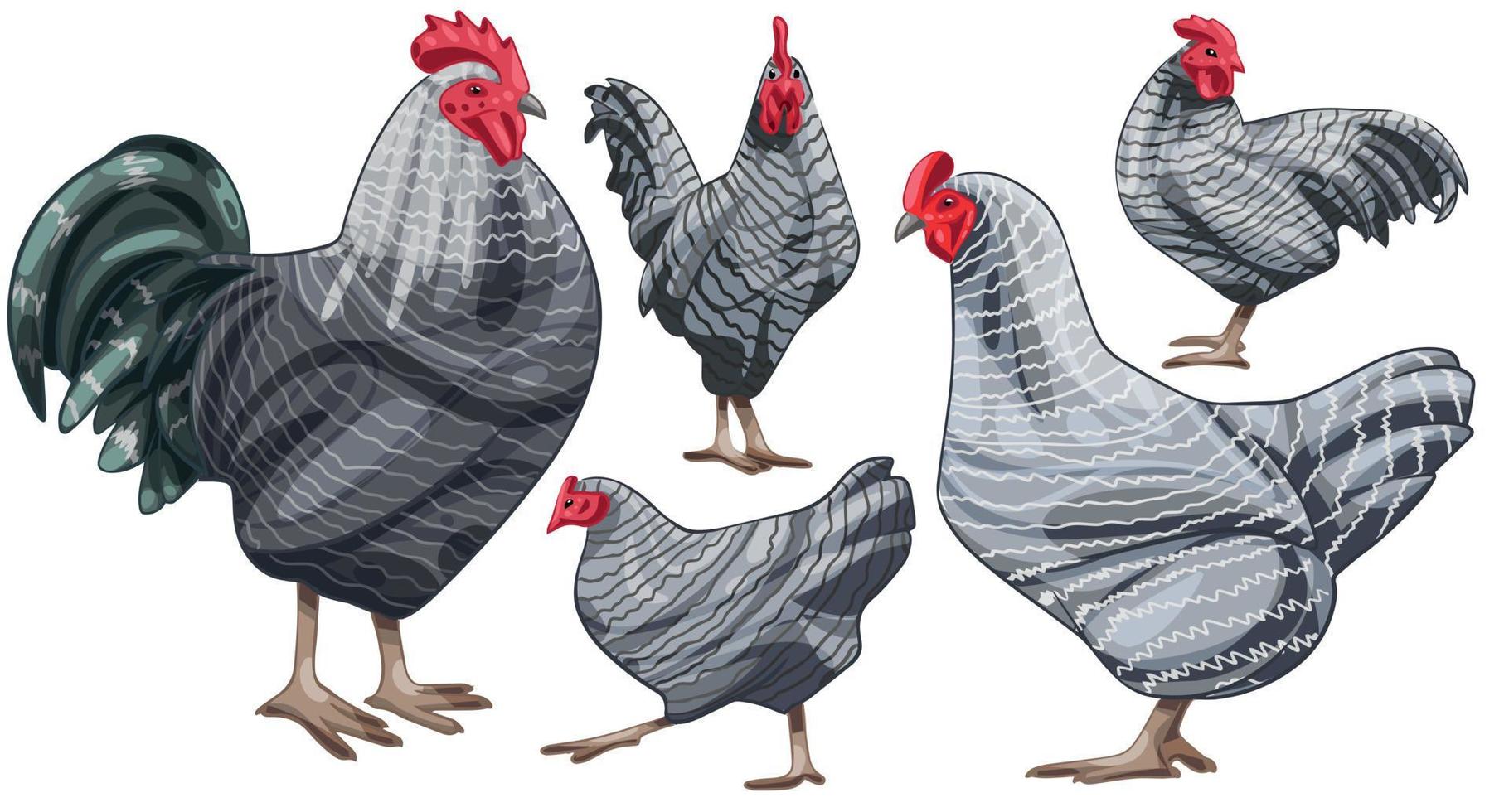 The hand drawn set of chicken. The breed of barred plymouth rock vector