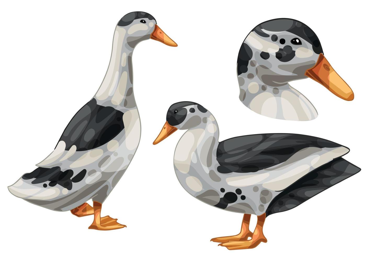 el conjunto de patos dibujados a mano. la raza del pato urraca blanco y negro vector