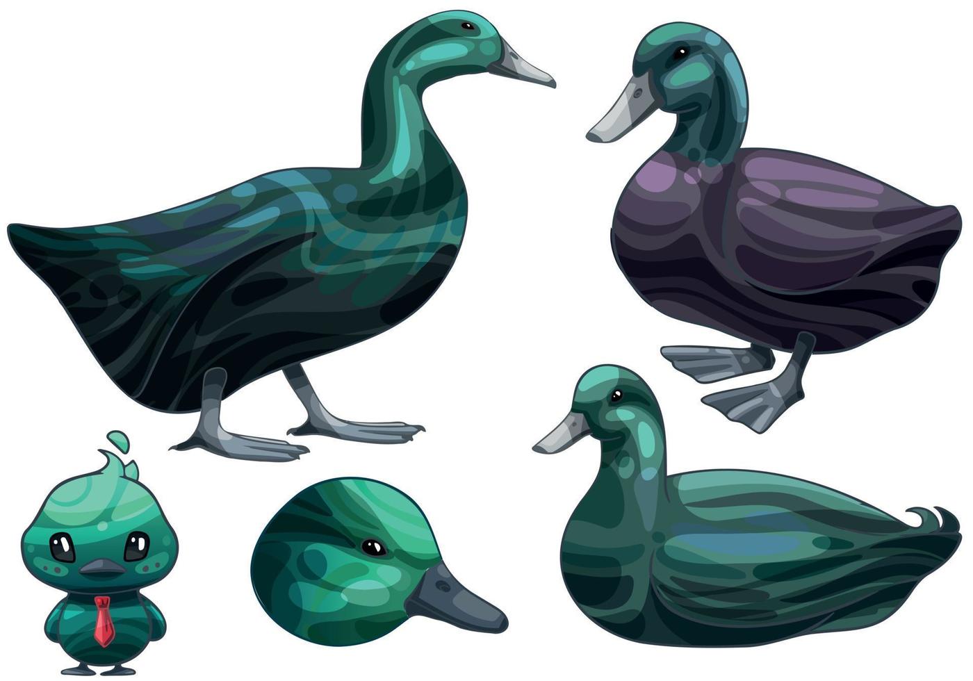 The hand drawn set of ducks. The breed of Cayuga duck vector
