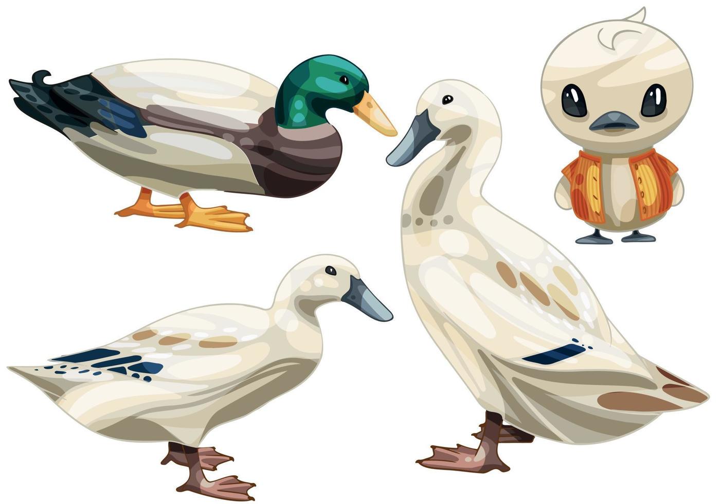 The hand drawn set of ducks. The breed of Welsh Harlequin duck vector