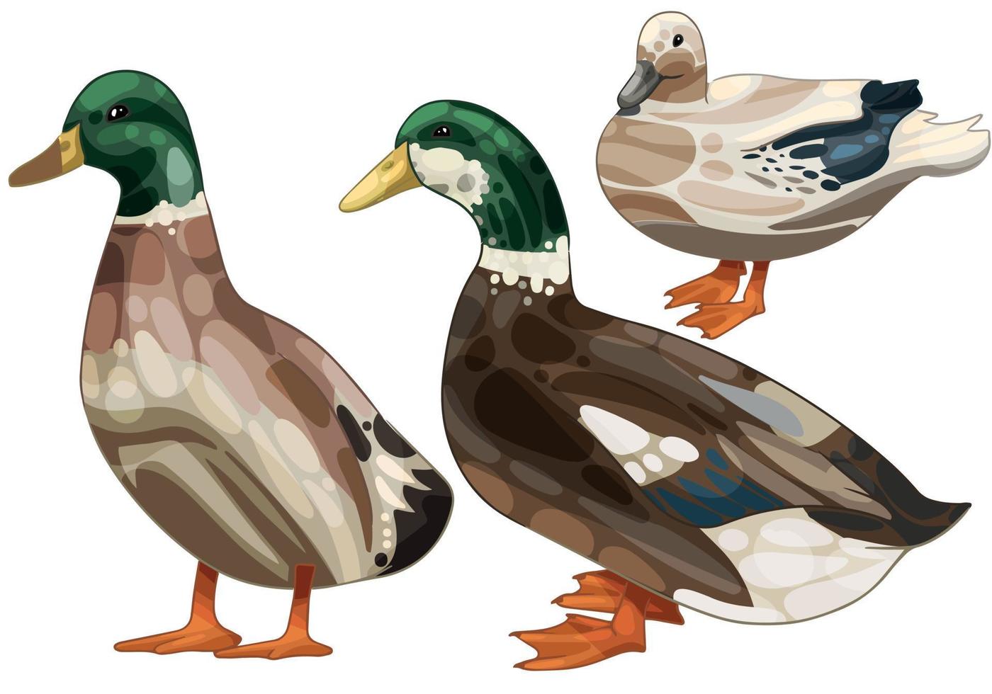 The hand drawn set of ducks. The breed of Silver Appleyard duck vector