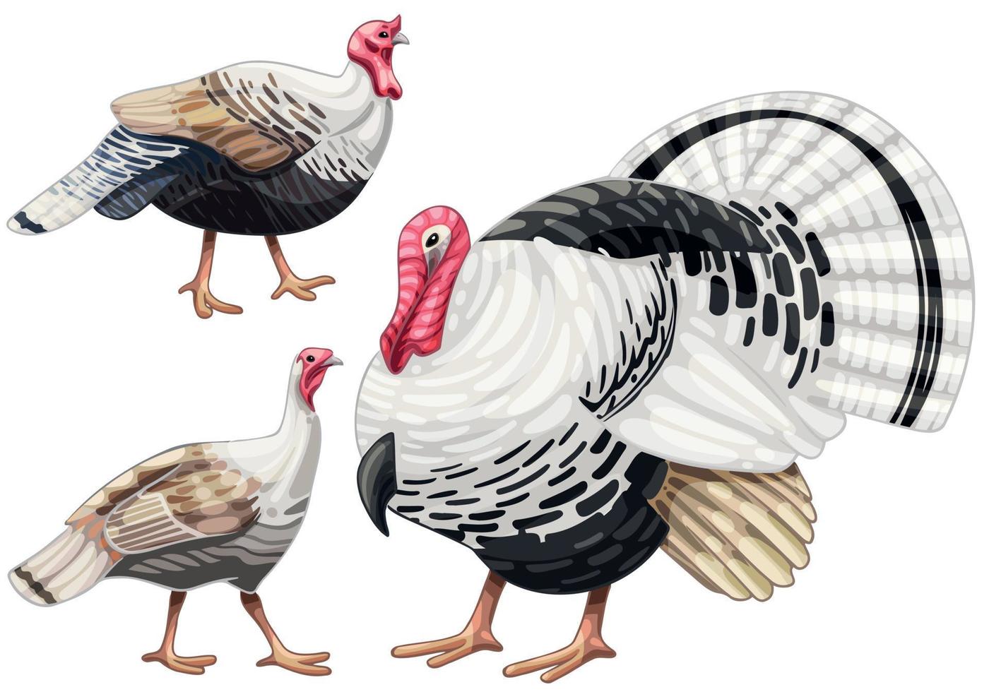 The hand drawn set of turkeys. The breed of Royal Palm turkey vector