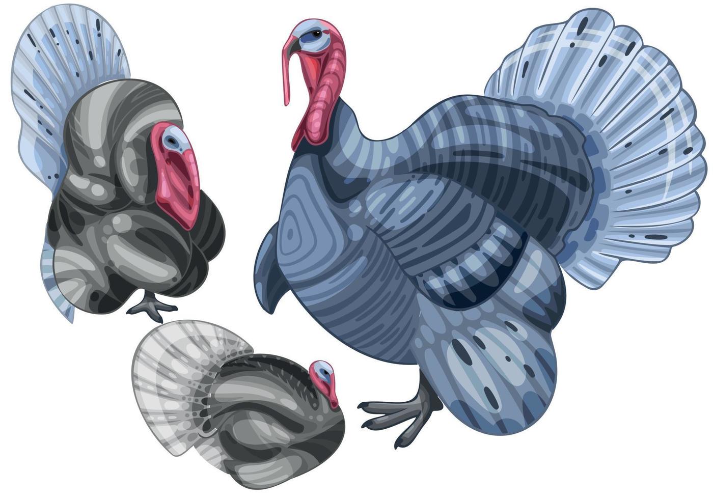 el conjunto dibujado a mano de pavos. la raza de pavo azul vector