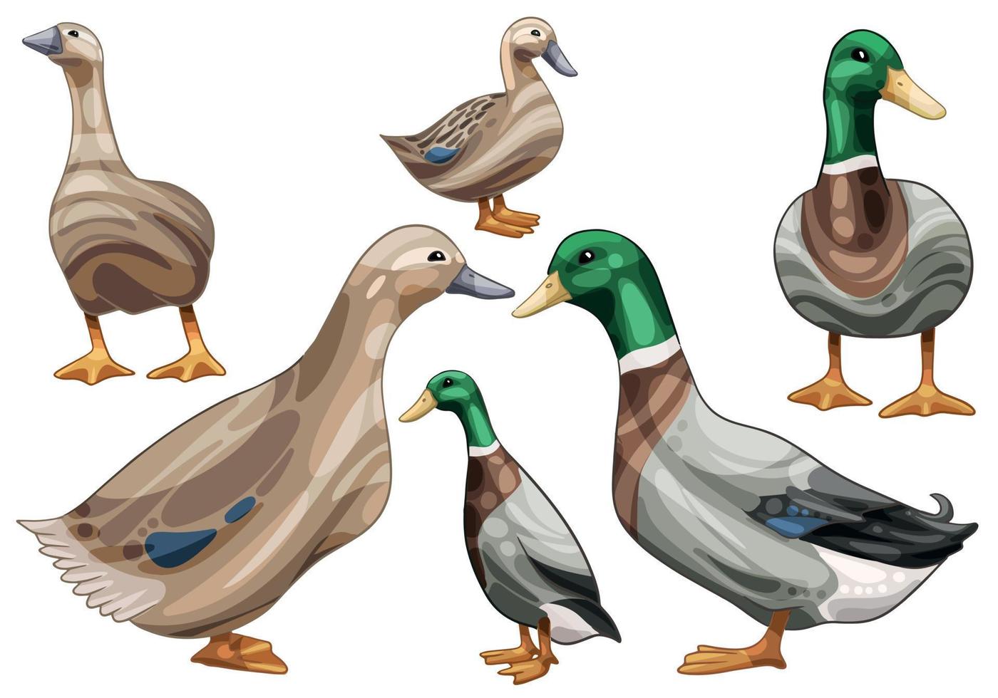 el conjunto de patos dibujados a mano. la raza de pato rouen vector