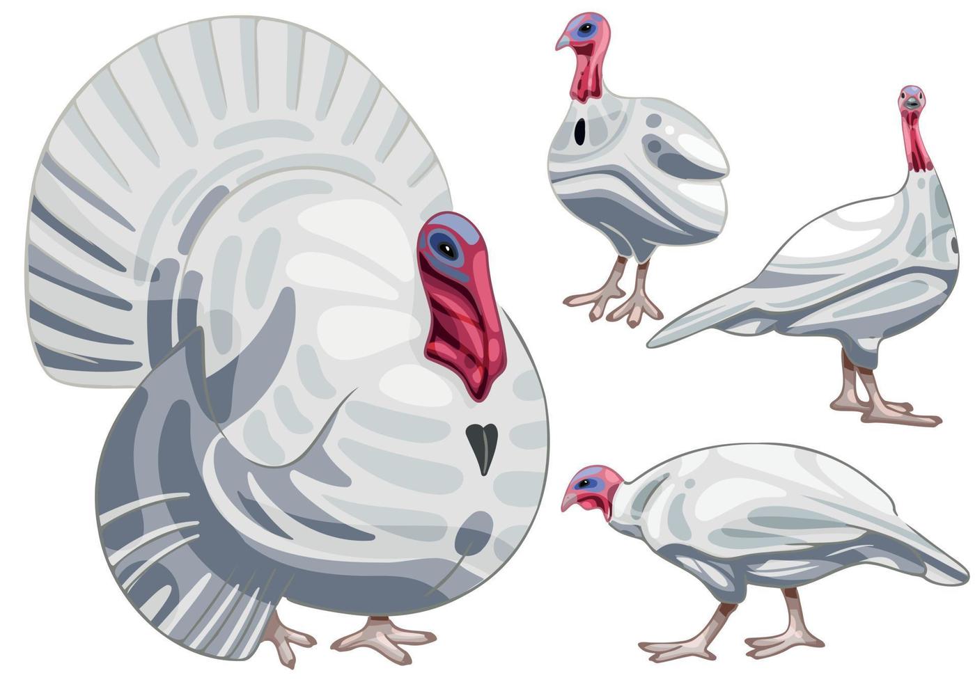 The hand drawn set of turkeys. The breed of British White turkey vector