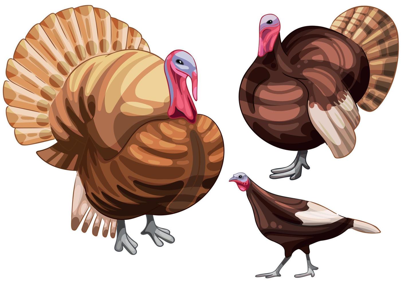 The hand drawn set of turkeys. The breed of Buff turkey vector