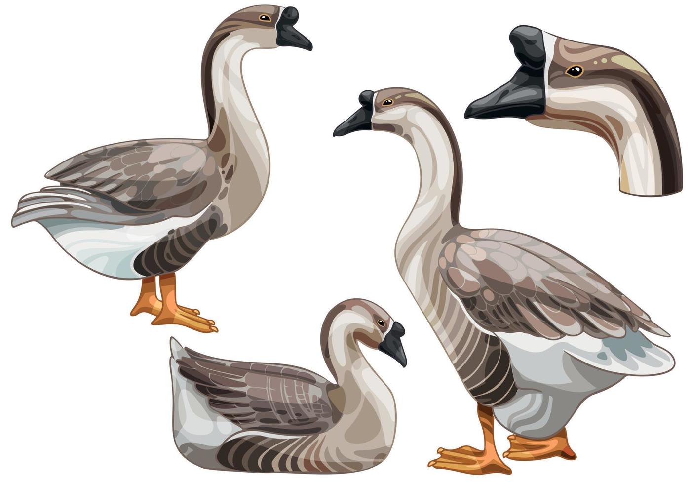 The hand drawn set of geese. The breed of Chinese goose vector