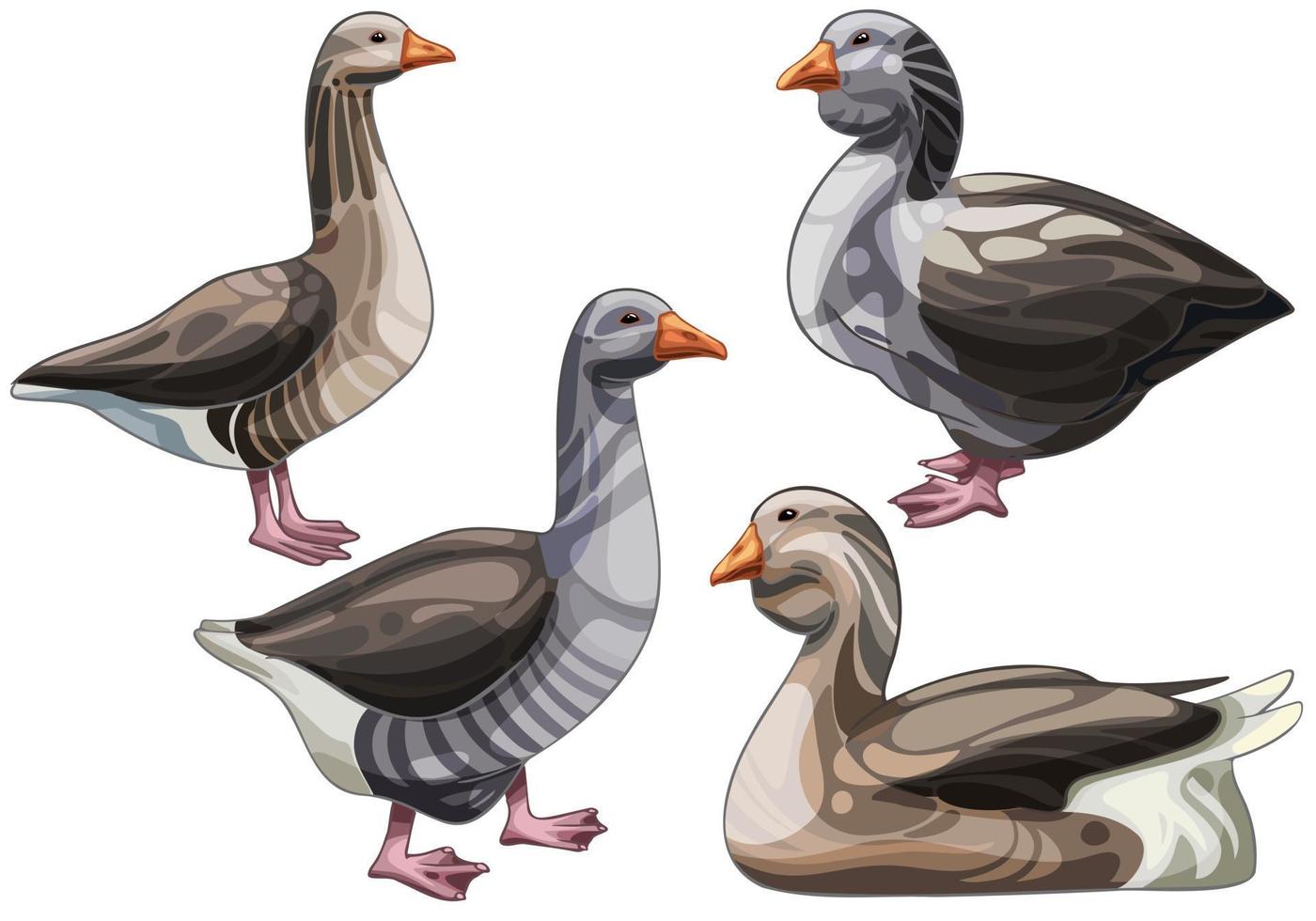Set of hand drawn goose, The breed of Toulouse goose vector