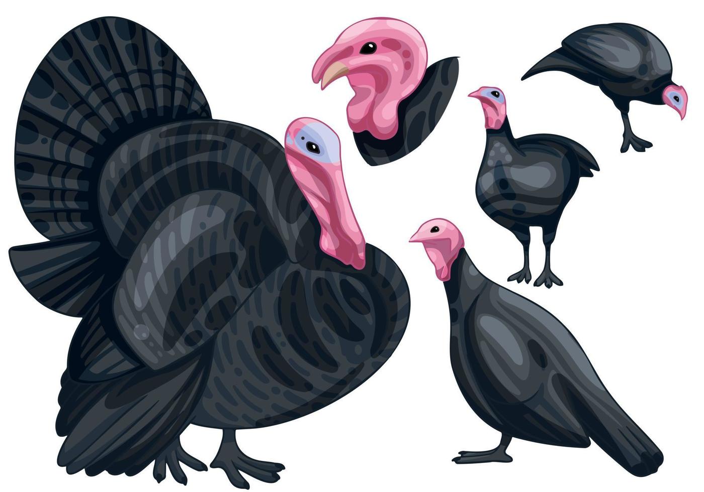 The hand drawn set of turkeys. The breed of Norfolk black turkey vector