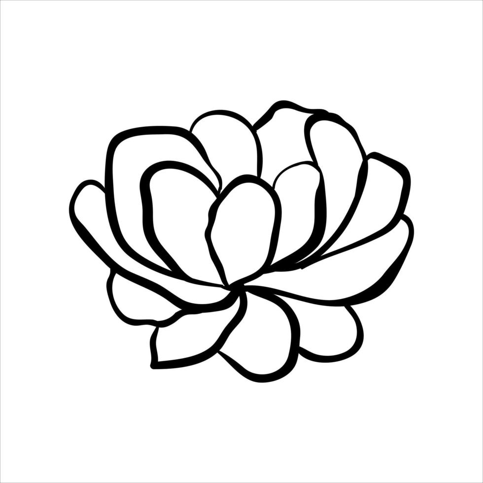 flor elegante dibujada a mano. esbozar ilustración vectorial. Dibujo de contorno botánico de fideos aislado sobre fondo blanco. vector