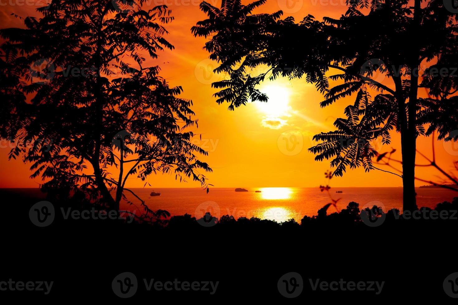 Tree silhouette on sunset with sea view photo