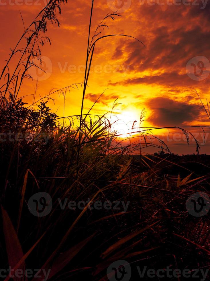 tiro dramático de la puesta del sol con la silueta de la hierba y de la hierba foto