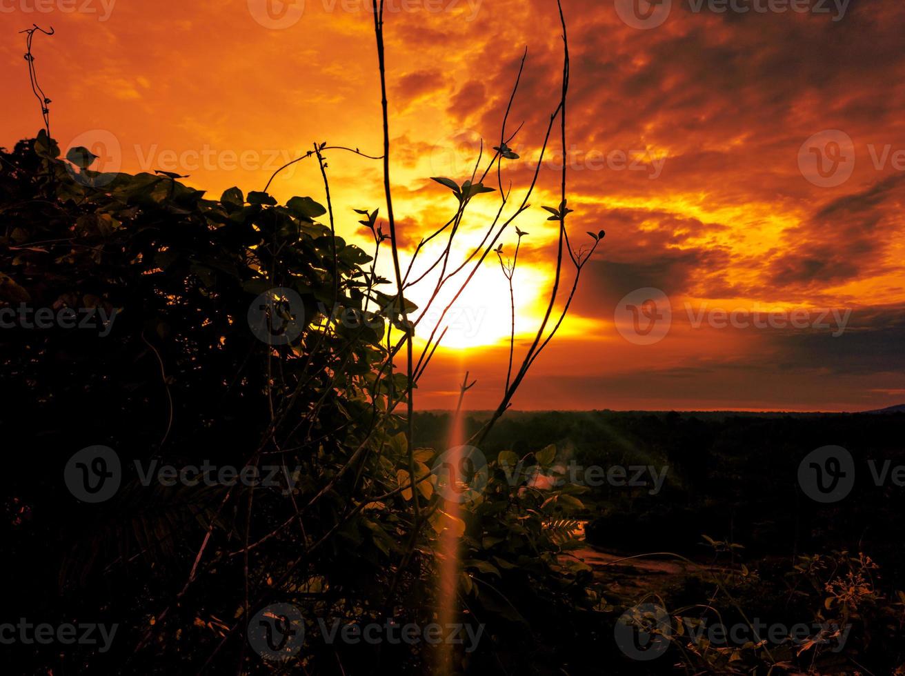Dramatic sunset shot with grass and grass silhouette photo