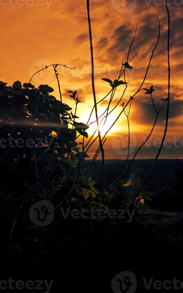 tiro dramático de la puesta del sol con la silueta de la hierba y de la hierba foto