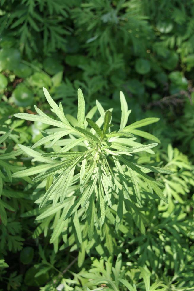 hojas verdes en la parte superior del árbol de ajenjo común y luz solar. otro nombre es quinghao, madera cálida dulce, gran ajenjo, artemisa, ajenjo, ajenjo, ajenjo ajenjo. foto