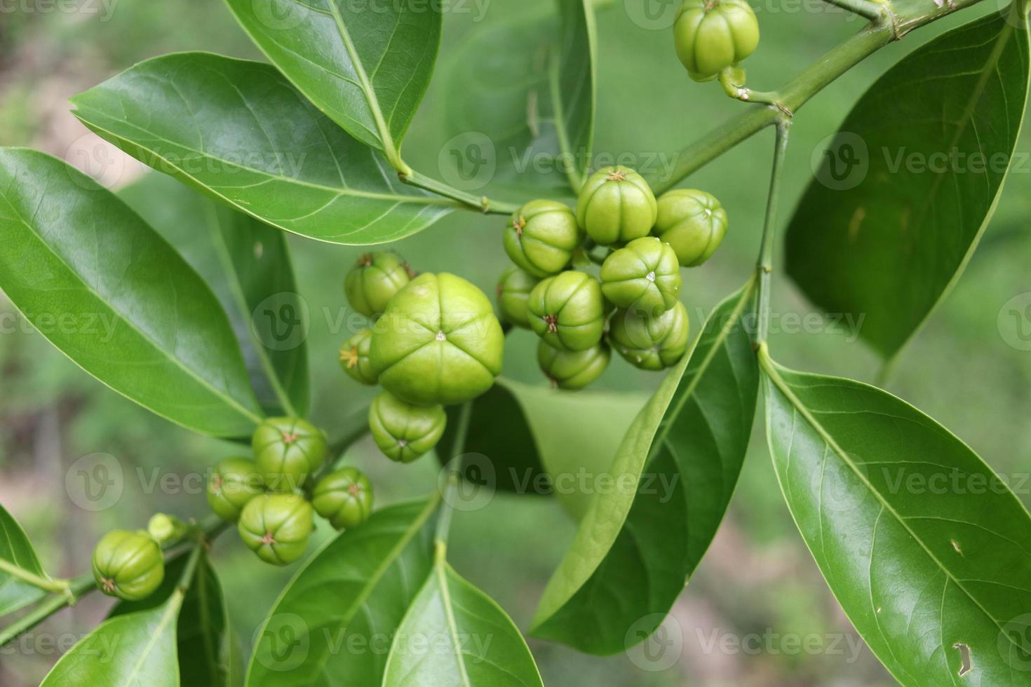 Dark green leaves and young green fruit of False lime tree on branch, Thailand. photo