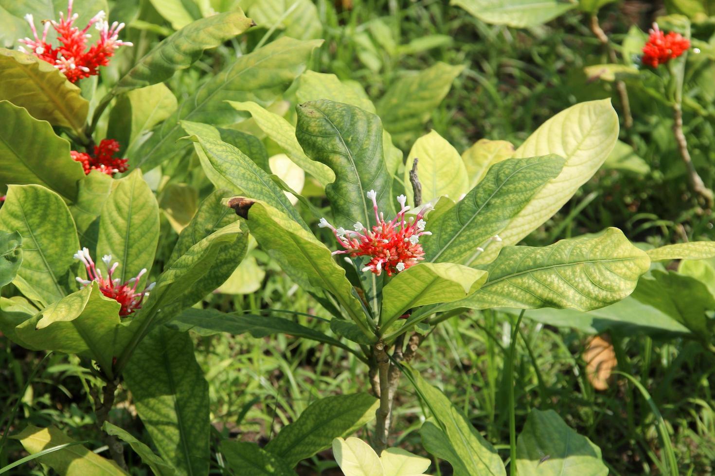 Indian Snake Root or Rauwolfia tree, flower and leaves in nature, Thailand. photo