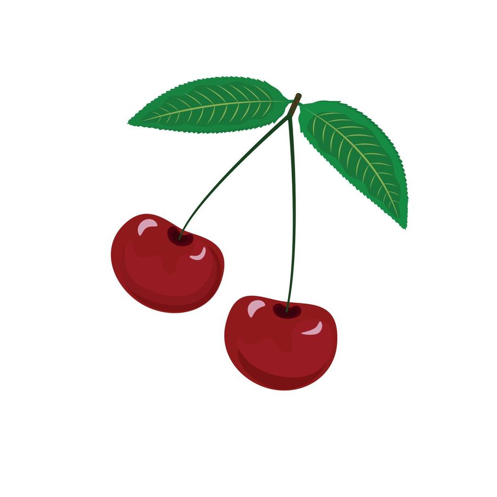 Realistic vector illustration of red cherries with green leaves