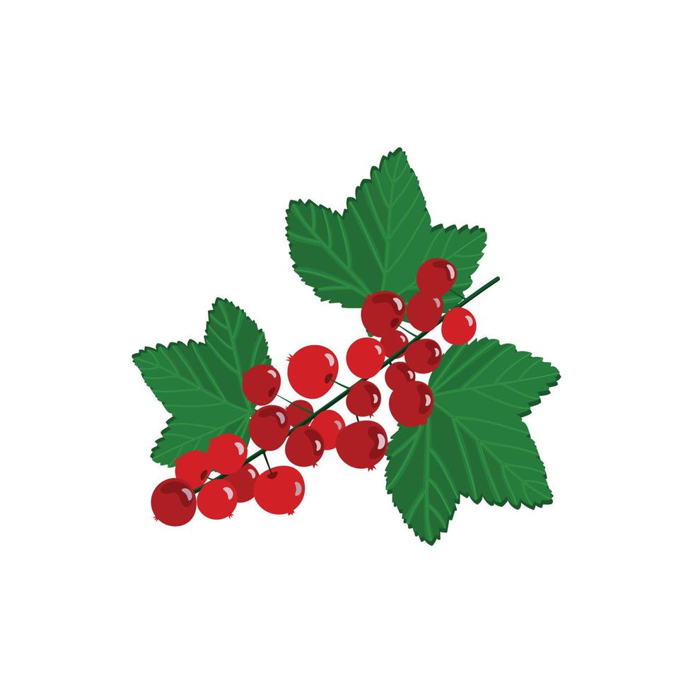 Realistic red currant with leaves vector