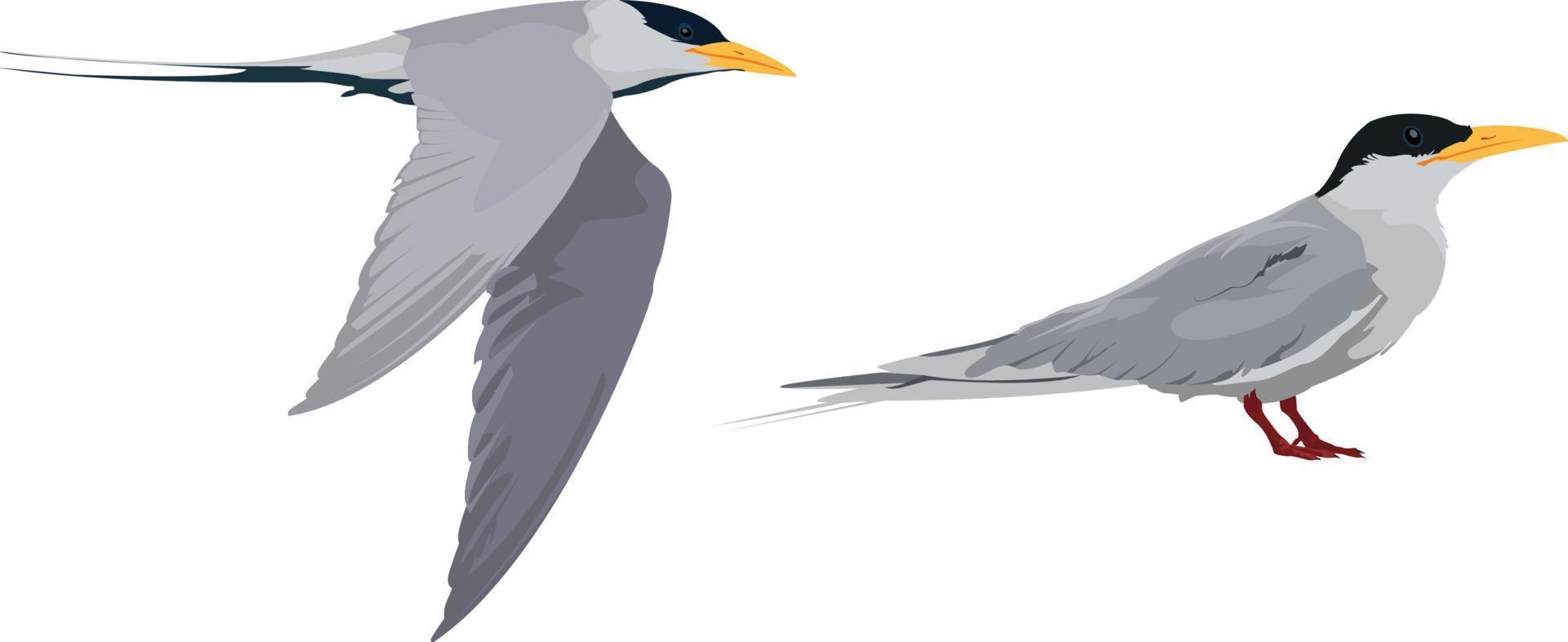 River Tern Bird vector